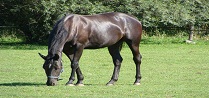 img2.jpg